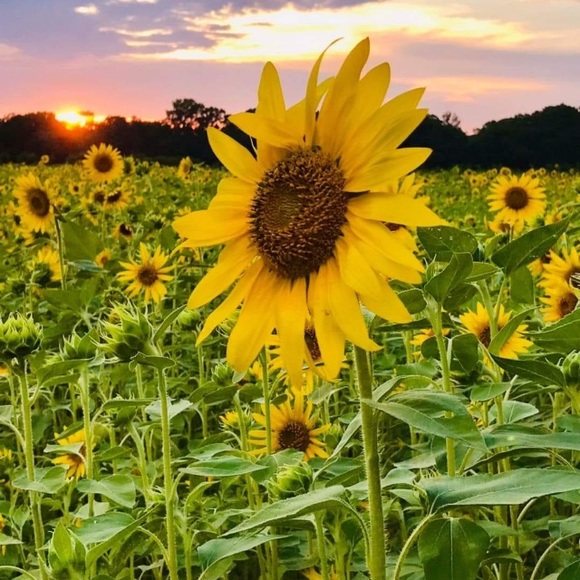 I'm originally from New England! Born in Conn. Lived in RI then Fl now NC - Picture 13 of 16